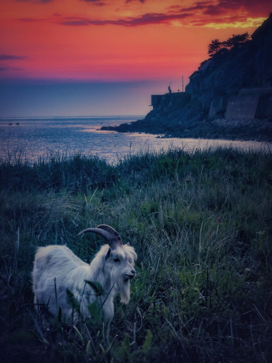 'The Lonely Goat', The Great Orme from West Shore beach, Llandudno tonight 🌅🐐 @Ruth_ITV @DerekTheWeather @ItsYourWales @walesdotcom @BBCWalesNews @ITVWales @visitwales @northwalesmag @NTCymru_ @S4Ctywydd #LlandudnoGoats @cadwcymru #ThePhotoHour
