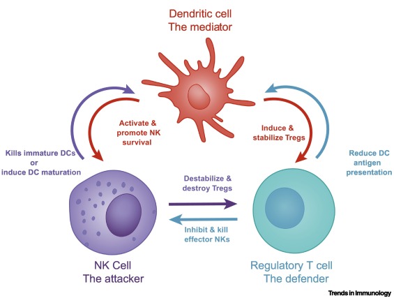 A model of dysregulated crosstalk between dendritic, natural killer, and regulatory T cells in chronic obstructive pulmonary disease dlvr.it/T74j8d #immunology