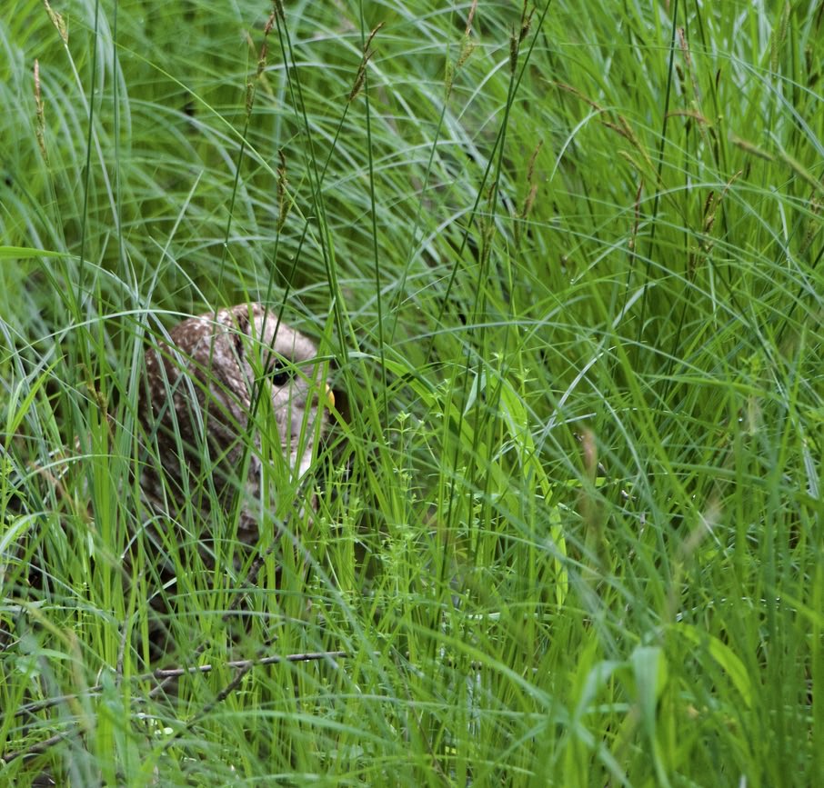 #Harry hunting this morning. He flew from his perch at least 3 times trying to capture breakfast. #Nature #Wildlife #Photography #BarredOwl #Owls I needed a weed wacker. 😊