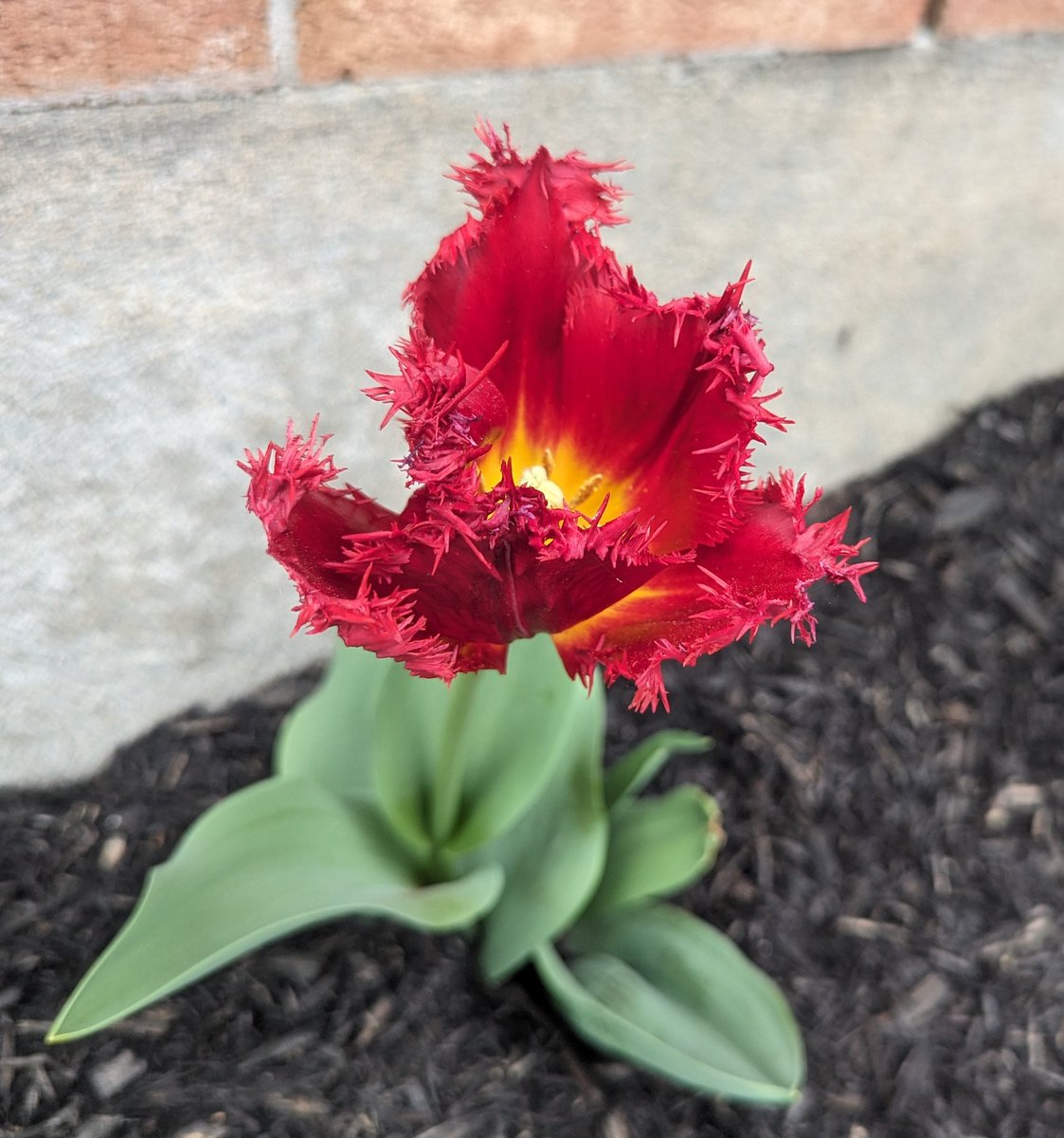 My @RCAF_ARC 100 tulips (and some regular ones) are in full bloom!! They make me furiously happy. Such beautiful colours.