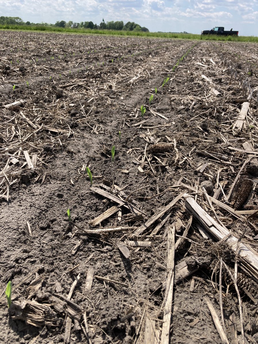 7.5 days in the ground.