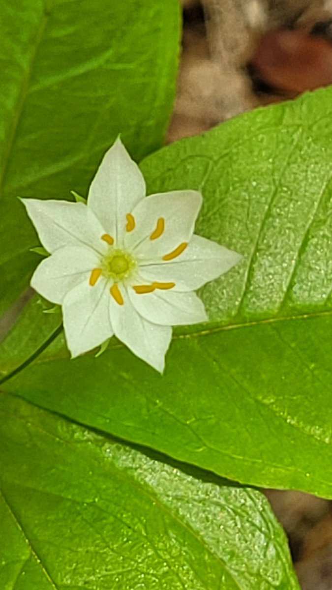 Morning Star #SpaceX #Tesla #Nature #Ontario #Forests #Biology #Cancer #ForestBath #Onpoli #Trees #Wilderness #FreshAir #Flowers #Indigenous #Native