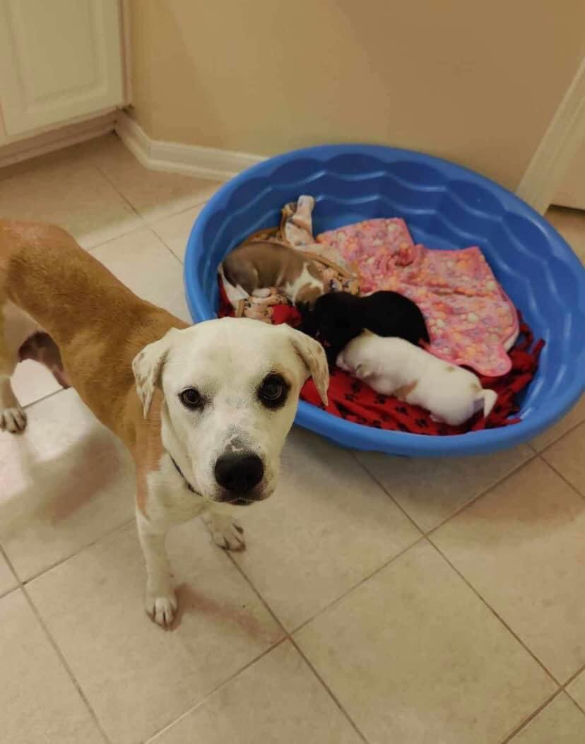 Brandy & her babies were rescued by Rescue A Death-Row Doggy. They could only save 3 of them because ACS had already killed 5😭 Unfortunately the pups are coming down with an illness fast! They’re getting into urgent care, expected to be around $500. Consider helping this family