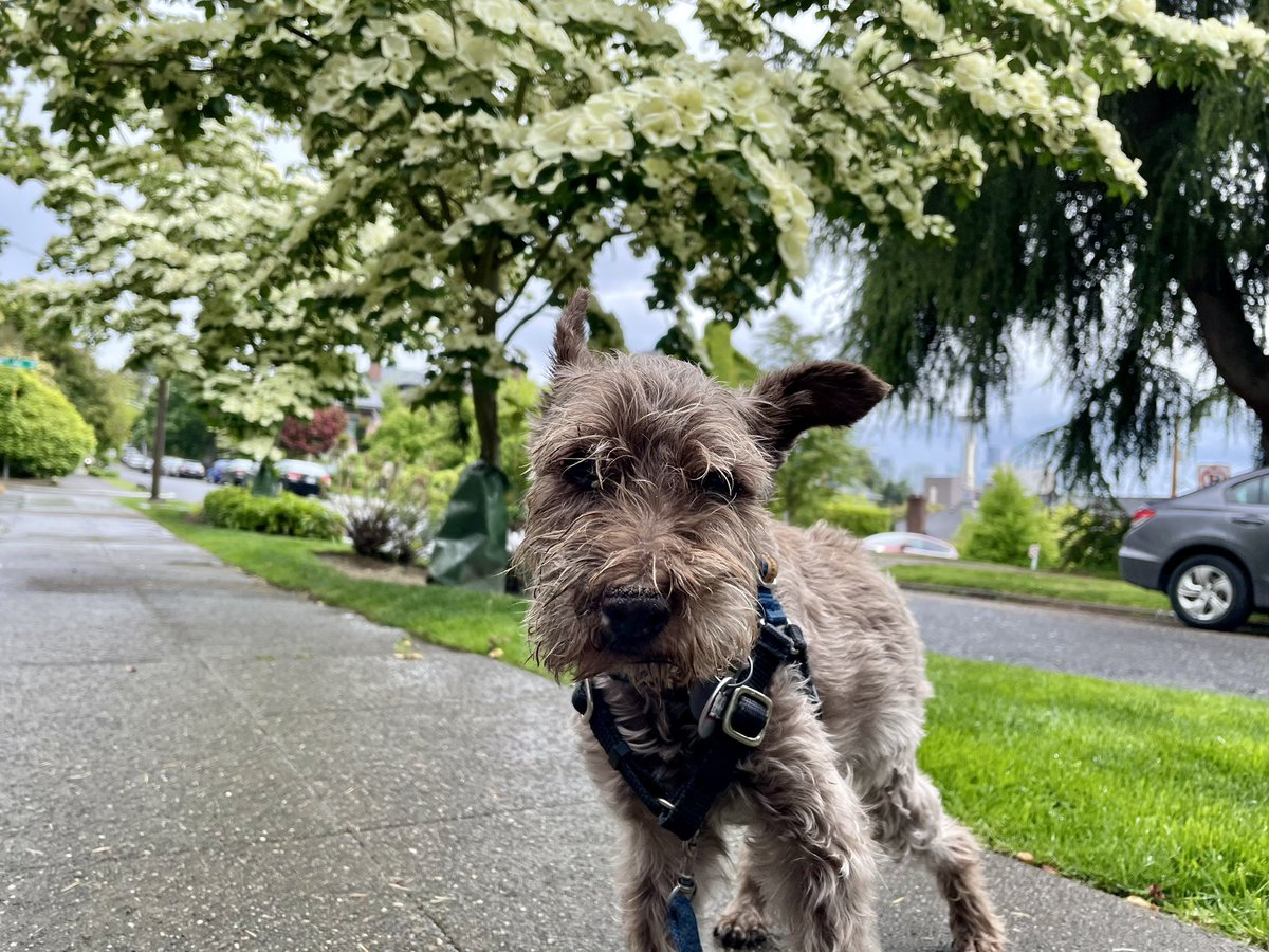 Wet one out there today friends - pee in the house where it’s dry! #schnauzergang
