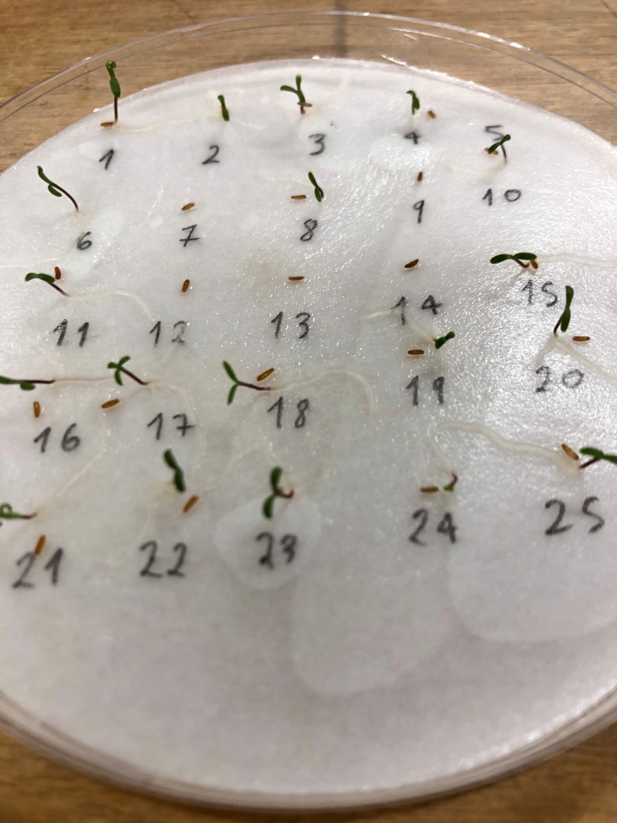 Finishing an experiment to evaluate the germination and seed traits of invasive and native species #uruguayangrasslands