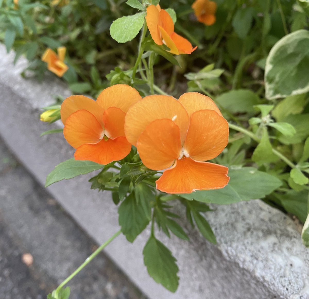 おはよね！#今日の花