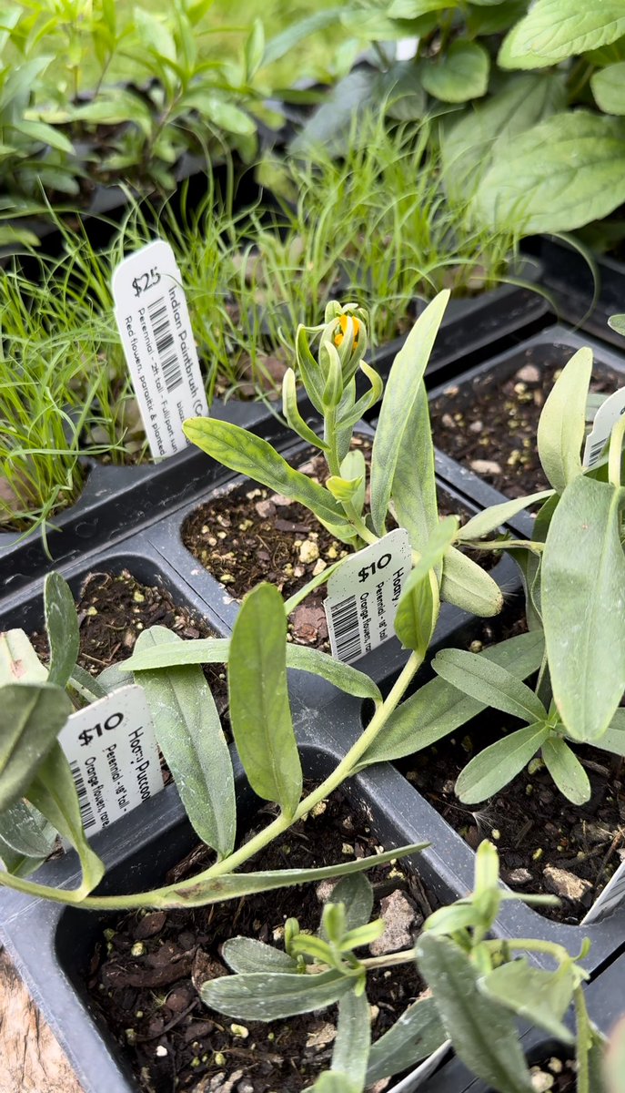 Picked up these native plants today from <a href="/DustinDemmer/">Dustin Demmer</a>! Very excited to put all these species in the ground but I think I’m most enthralled with the hoary puccoon, one of which is already flowering. Couldn’t resist woodland phlox and New Jersey tea. Bonus: Indian paintbrush! ☺️🌱