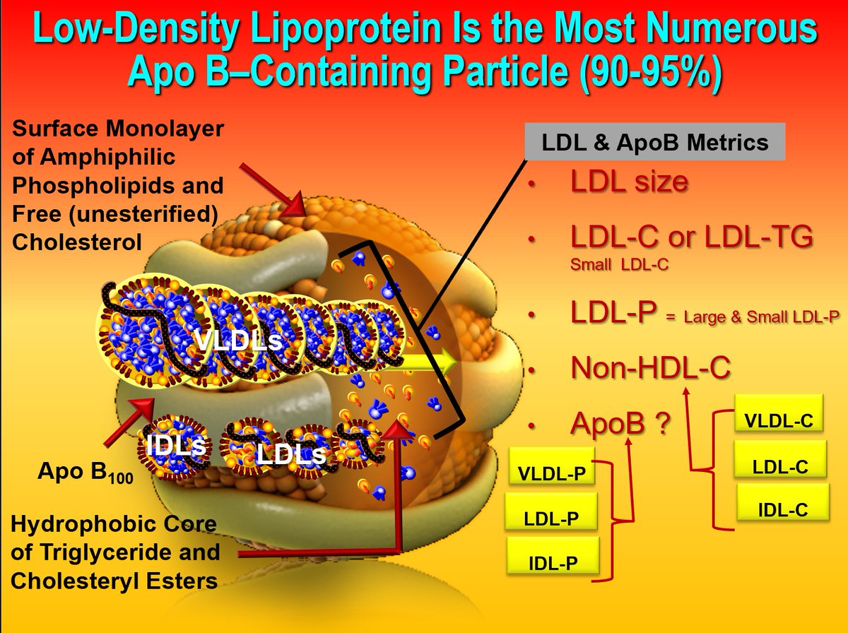 Here is another teaching graphic from my file for Lipidaholics - Covering approximately 30% of the LDL surface, one apolipoprotein B100 (Apo B) molecule per particle constitutes the protein component of LDL particles (the most numerous member of the apoB family of lipoproteins: