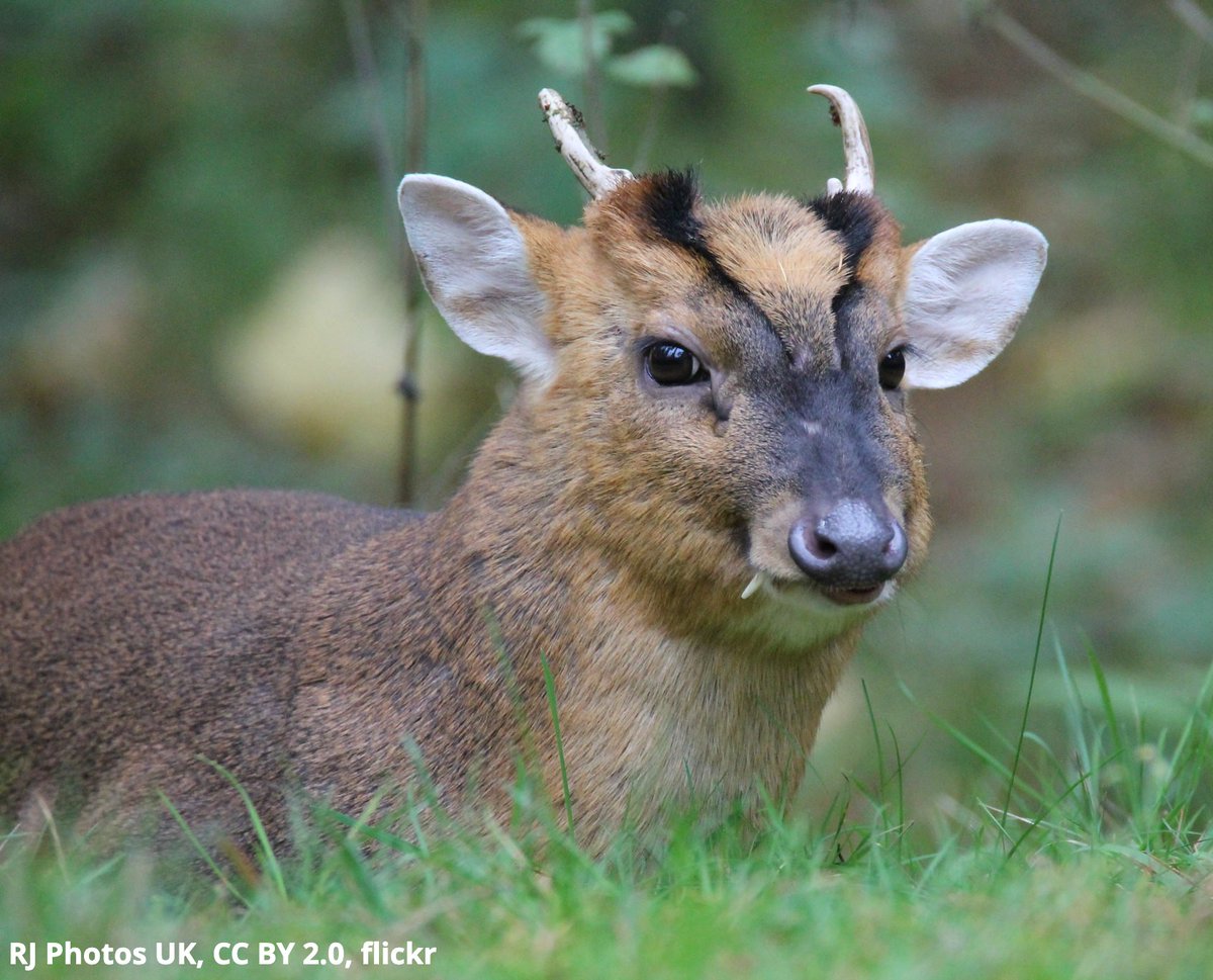 This deer says… woof? Meet the Muntjac deer. This ungulate makes bark-like calls to alert others of approaching predators like tigers. If attacked, the muntjac may bite its foes with its long canine teeth.