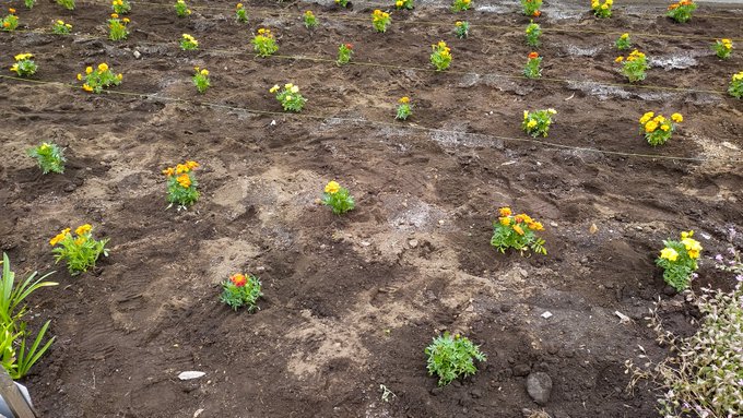 町内会のマリーゴールドの苗植えをお手伝いしてきたのですが、花壇に落花生が発芽しててビックリ。カラスが畑から咥えて来て落とすことがあるそうです。千葉あるある。 