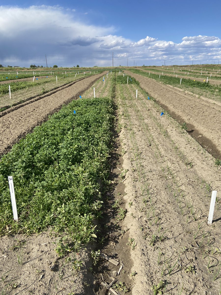 Herbicide v.s. no herbicide, just “a little” difference… can you see the onions from the non-treated plot?