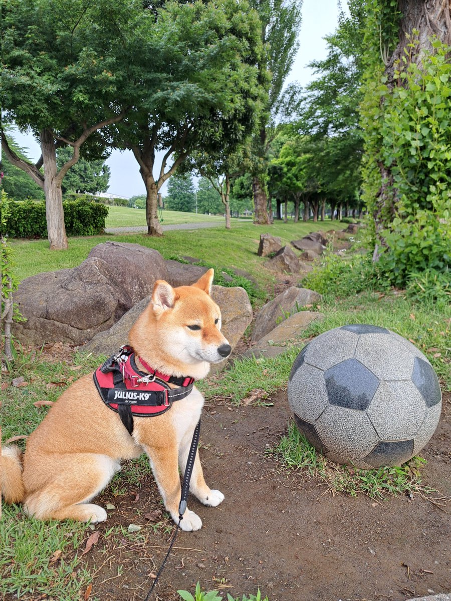 朝散歩に埼玉スタジアム2002のバラ園に行ってきました🐶👩‍🦯
赤は浦和レッドダイヤモンズの名前の付いたバラです⚽満開でした🌹
#柴犬大好き　#犬好きさんと繋がりたい　#スタジアムの周りに2ヶ所バラ園があります　#とても良い香り