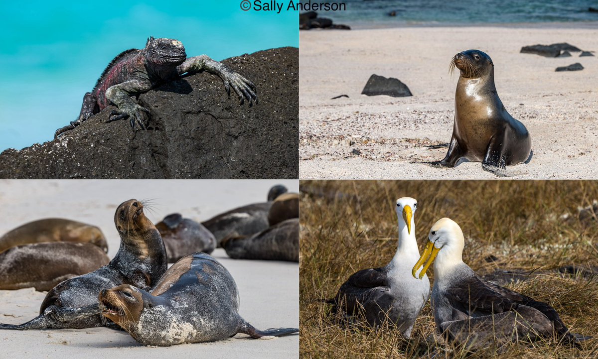 Today it was all about sea lions,marine iguanas and albatrosses on Española Island, only reopened after closure due to avian flu on May 11th. The sea lions showed off their skills underwater as we snorkelled around them. The iguanas and albatrosses were oblivious to us.