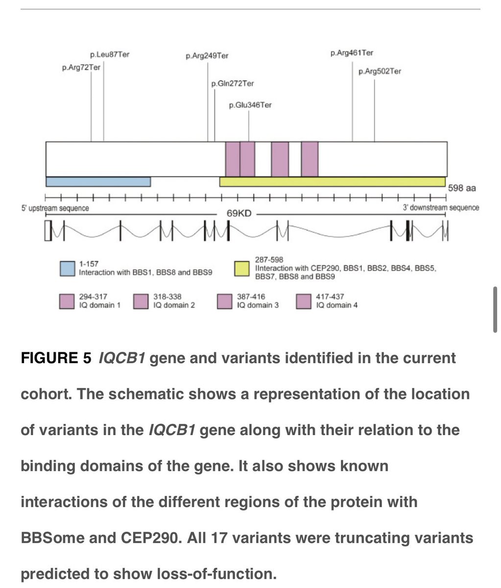 🎃🎃 Fresh Off the Press 🎃🎃

👉Senior Loken syndrome is a #ciliopathy characterised by #Nephronophthisis and #RetinalDegeneration (commonly #LeberCongenitalAmaurosis). The gene associated with this condition is #NPHP5 (IQCB1).
