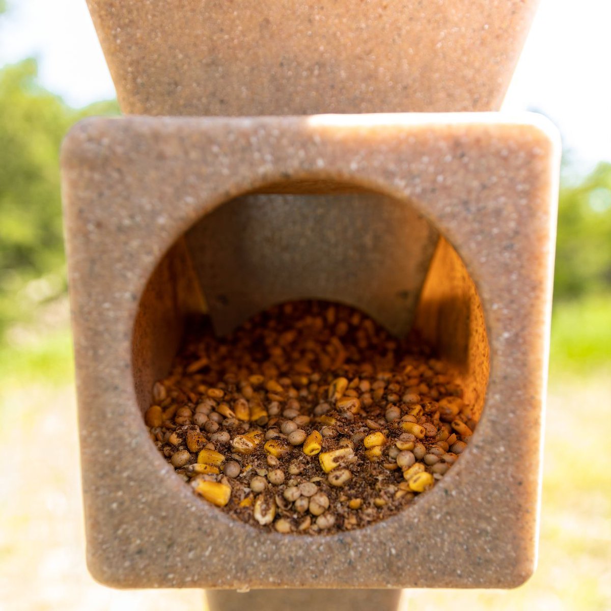 BuxHunting's tweet photo. Who else has their feeders up and running for the summer?

#bux • #buxhunting • #thenextgeneration • #ihuntbux https://t.co/Vit6r4DdDq