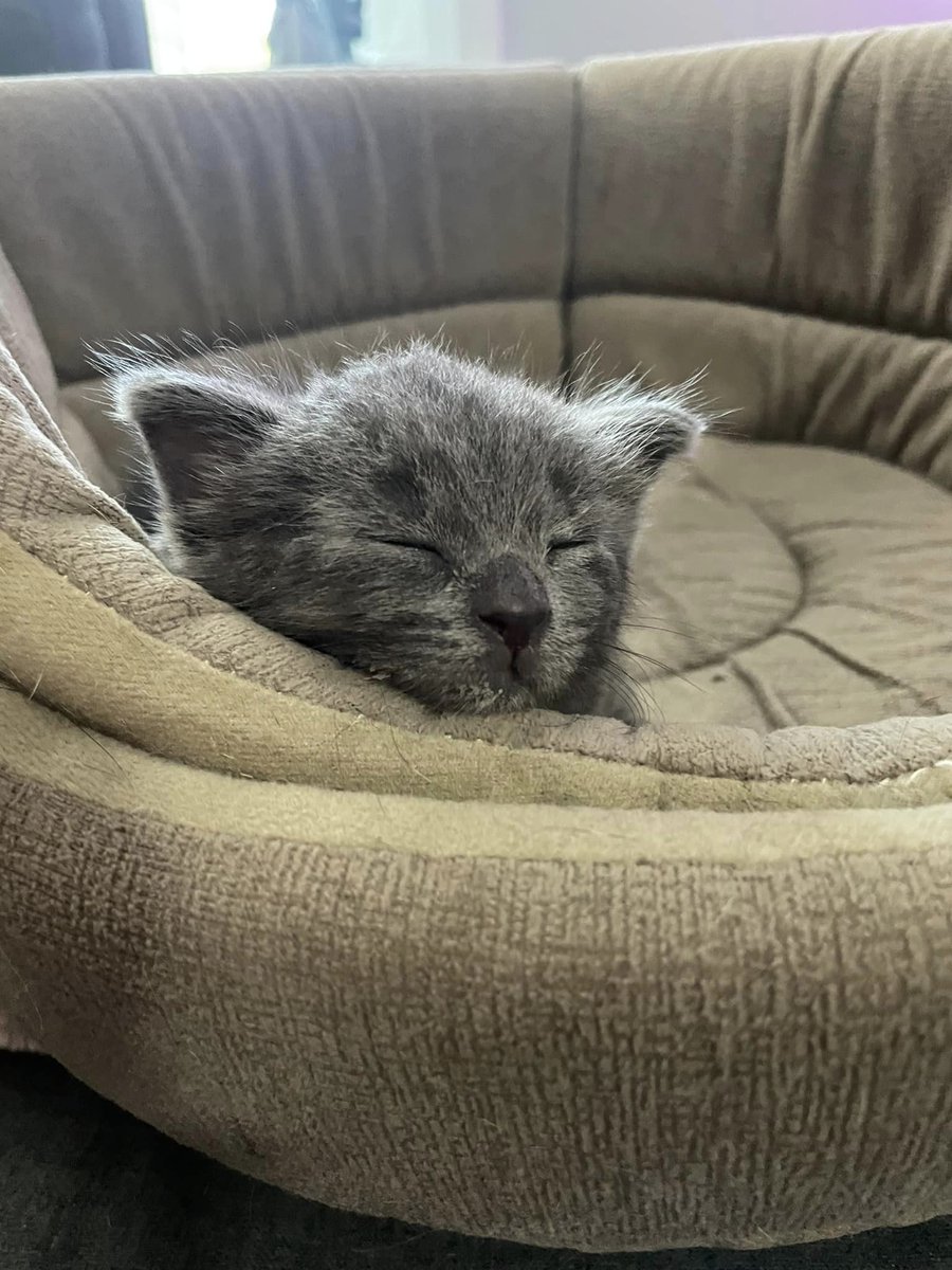 Chuck Yeager, a runt rejected by his mother, was found on a Wilmington airstrip. Jennifer at Miles To Go worked hard to save him. He was a milk baby in an incubator for 7 weeks! Today we celebrate a big milestone for a tiny baby--Chuck ate wet food on his own for the first time!