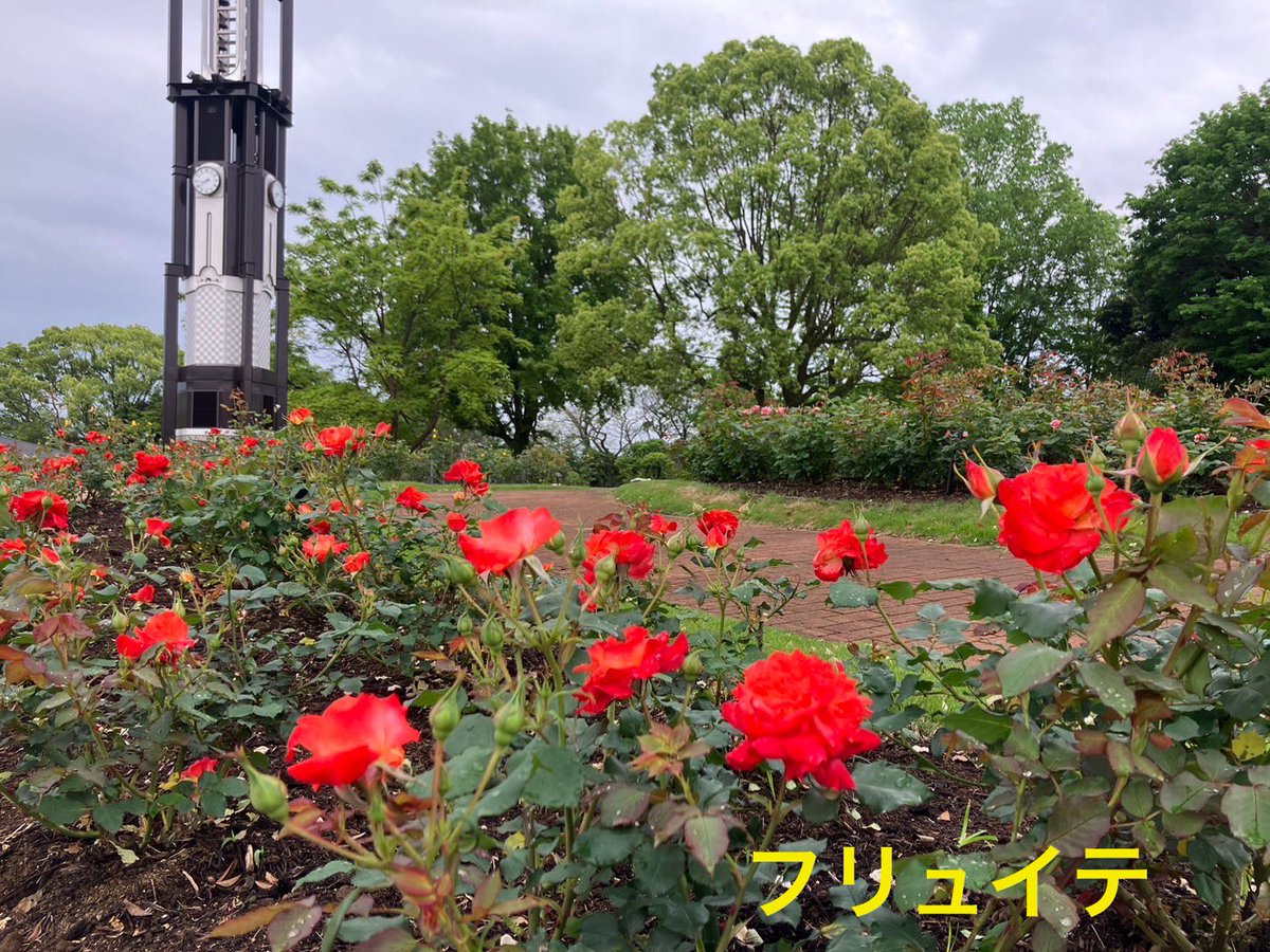 バラ園が美しいです✨🌹✨ ♪バラが咲いたー 　　バラが咲いたーー #熊本市動植物園 #バラまつり #バラ園見頃