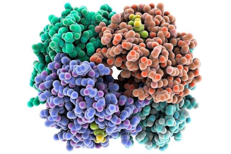 ScienceWDrDoug's tweet photo. Hemoglobin 

The graphic below is a molecular 3D model of one of the most important proteins in the human body — hemoglobin. 

Hemoglobin is the major oxygen transporting protein in the body, and is made up of four proteins that combine to to form a structure that is perfect for binding and releasing oxygen precisely when it is needed. Hemoglobin proteins are present in every red blood cell to help transport oxygen from the lungs to all of the tissues and cells in the body. Hemoglobin increases the oxygen carrying capacity of human blood by 70 times.  

Each hemoglobin protein can hold 4 oxygen molecules. Residing in each hemoglobin protein are 4 separate “heme” molecules that provide a perfect molecular environment for binding molecular oxygen. At the center of each heme molecule is an iron ion that is perfectly positioned to electrically connect to the oxygen molecule by transferring an electron to the oxygen molecule. In this state, oxygen is perfectly stable as it hitches a ride through the circulatory system nestled inside the hemoglobin protein. 

Hemoglobin can “sense” the microenvironment of its surroundings to determine if it should bind oxygen or release oxygen. By measuring pH, CO2 content, and oxygen pressure, the protein can switch between two structural shapes that are tuned to either bind oxygen or release oxygen. 

When the protein is primed to accept oxygen, a single oxygen molecule will bind to the first heme group. This, in turn, induces a structural shift in the shape of the entire hemoglobin protein, which then causes the remaining 3 heme groups to more readily bind oxygen. This is called “cooperative” binding, and it is this fine tuning of how hemoglobin senses and binds to oxygen that provides it with the agility to bind and release oxygen quickly and efficiently. 

In the fetus, the structure of hemoglobin is slightly different than hemoglobin that is found in an adult. It is composed of a different combination of the 4 subunits that combine to form hemoglobin (designated α2γ2). This form of hemoglobin has a greater affinity for oxygen than adult hemoglobin; and this, in turn, causes oxygen in the maternal blood to be transferred to the hemoglobin in the fetal blood.
