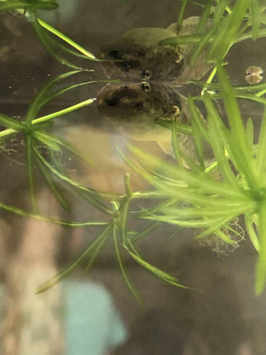 MsEccles's tweet image. Things are happening in grade 2! 🐸 @dsbn @PoWThoroldPS @powthorold