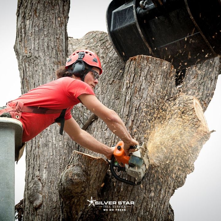 SilverStarTree1's tweet image. Pruning and Trimming!
Now is the time for winter pruning and trimming and to prepare your trees for spring growth. To shape and manage your trees properly, give us a call for a free no-obligation estimate.
zcu.io/x2PB
#silverstartreeservice
#vernontreeservice