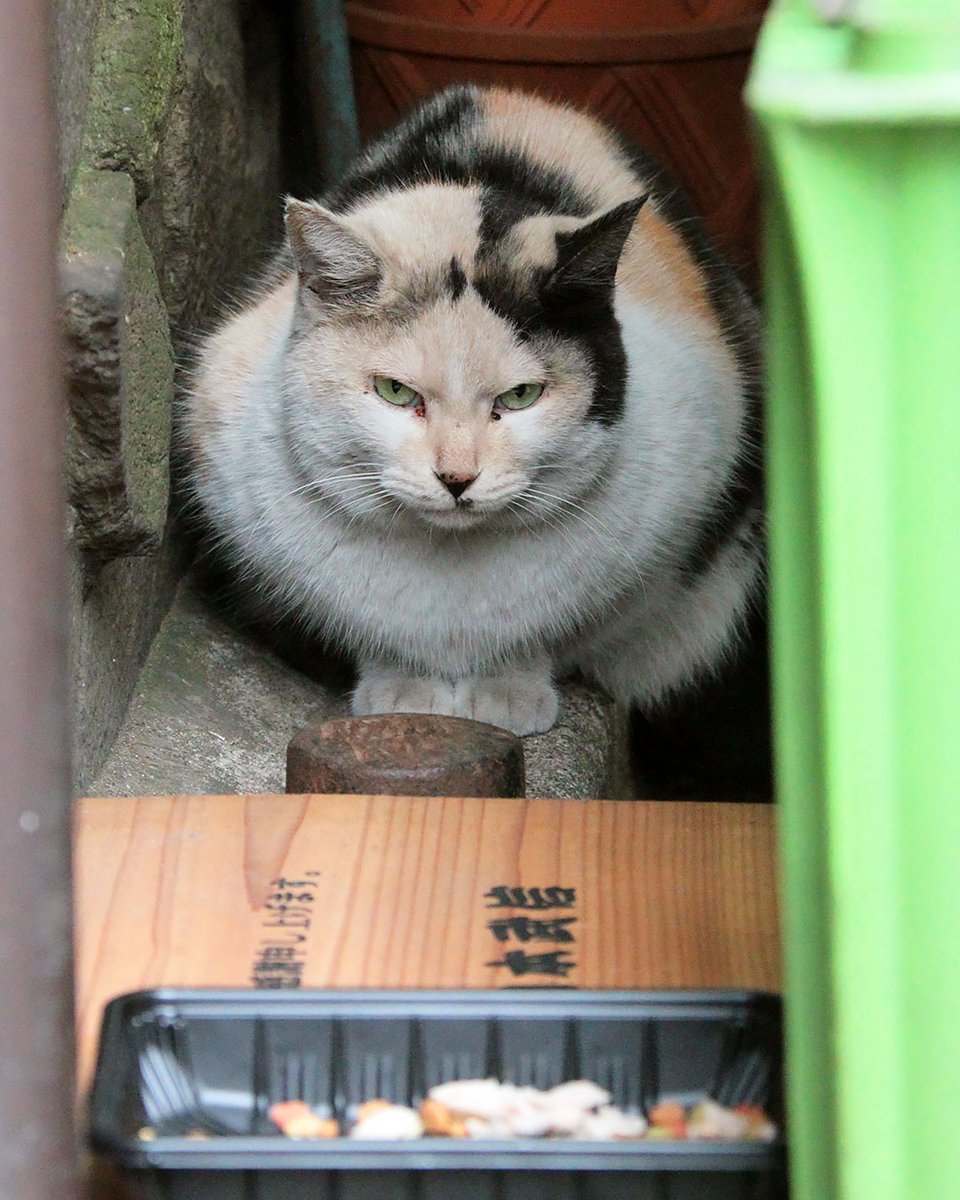 ねこさんの隠れ家的レストランを見つけました。
「あらいらっしゃい、ちょっとつまんでいく？」
#ねこ #猫 #ねこ写真 #猫写真 #東京猫 #ねこすたぐらむ #外猫 #野良猫 #地域猫 #straycat #tokyocats #cat #gato #chat #cutecats #三毛猫