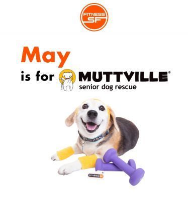 THANKS! @FITNESSSF for the super promotion! If you are already a member, support Muttville with a $30 gift, and get a one-month gift certificate for a pal. 🏋️ 🐶. With 8 Bay Area locations, there's a gym near you! Join, get fit, and help save older dogs! buff.ly/3fxvM4z