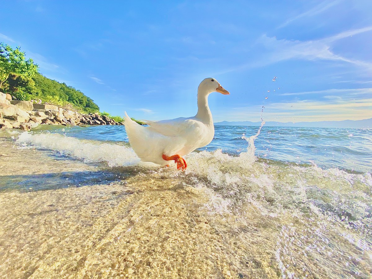 久々にアヒルと遊びたいなぁ