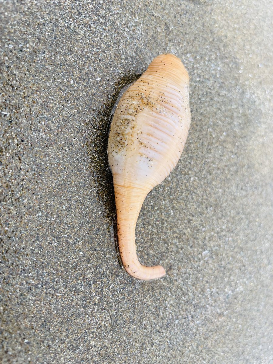 千里浜に謎生命体が何匹も漂ってるんだけど、これ、なんだろう？天然のユムシ？
謎。