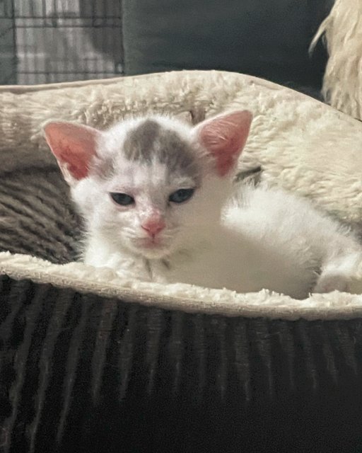 Opie is another kitten at Miles to Go. He was unceremoniously woken from his name when another kitten stepped on a remote and turned up the TV volume to full blast. Opie was not impressed.