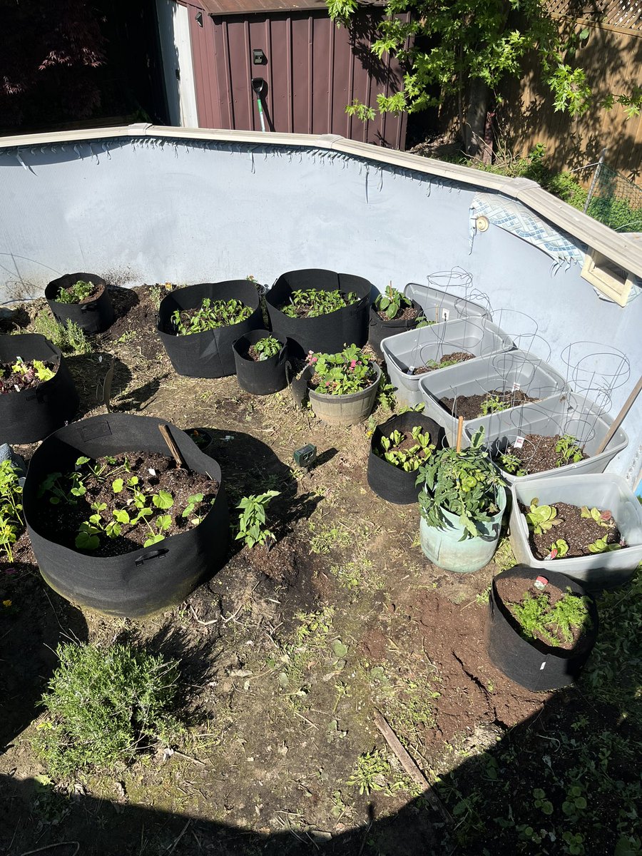CastRedhead's tweet image. Pool garden 2024 has begun lmao

Tomatoes, cherry tomatoes, cucumbers, strawberries, zucchini, lettuce, many different peppers, radicchio, rosemary, basil, thyme, spearmint, yarrow, bergamot, calendula, lemon balm, watermelon, tomatillos, carrots, green beans and yellow beans