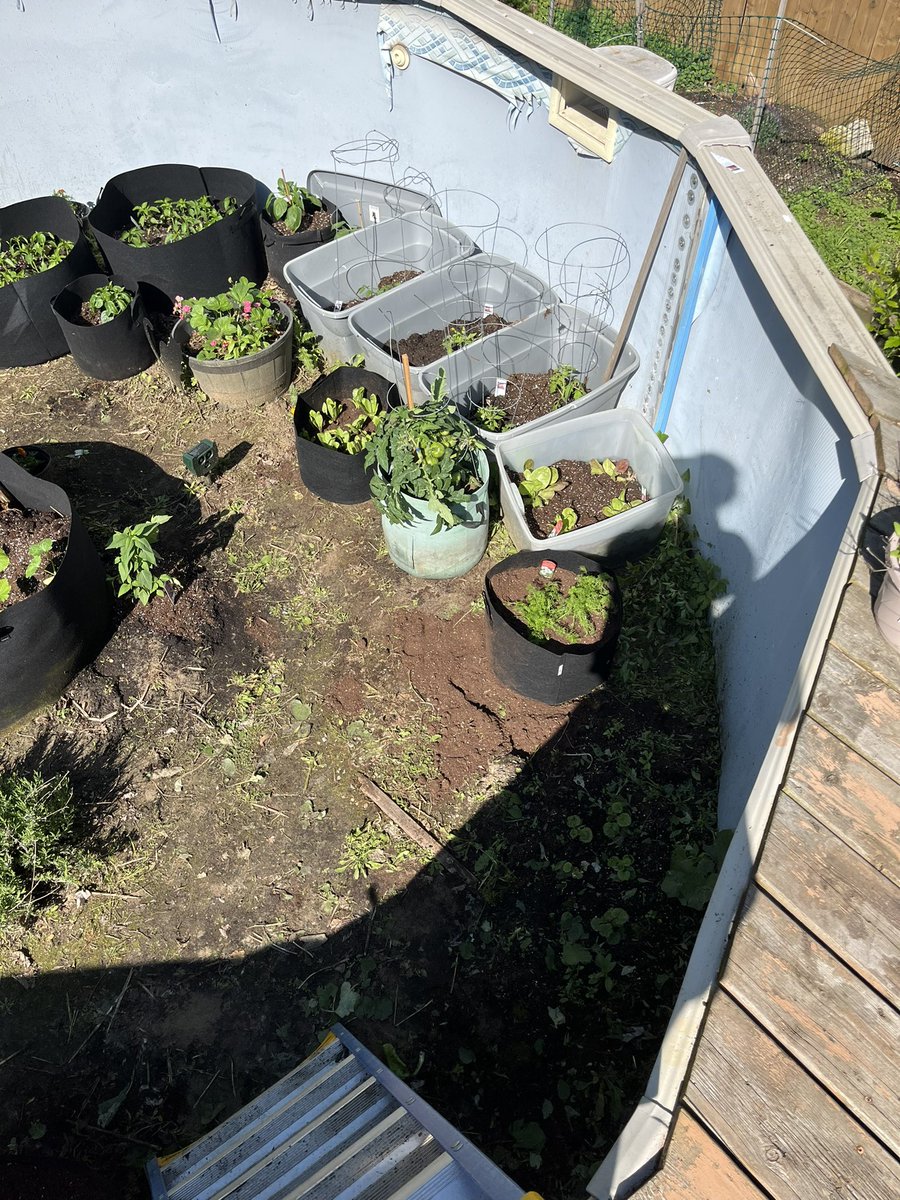 CastRedhead's tweet image. Pool garden 2024 has begun lmao

Tomatoes, cherry tomatoes, cucumbers, strawberries, zucchini, lettuce, many different peppers, radicchio, rosemary, basil, thyme, spearmint, yarrow, bergamot, calendula, lemon balm, watermelon, tomatillos, carrots, green beans and yellow beans