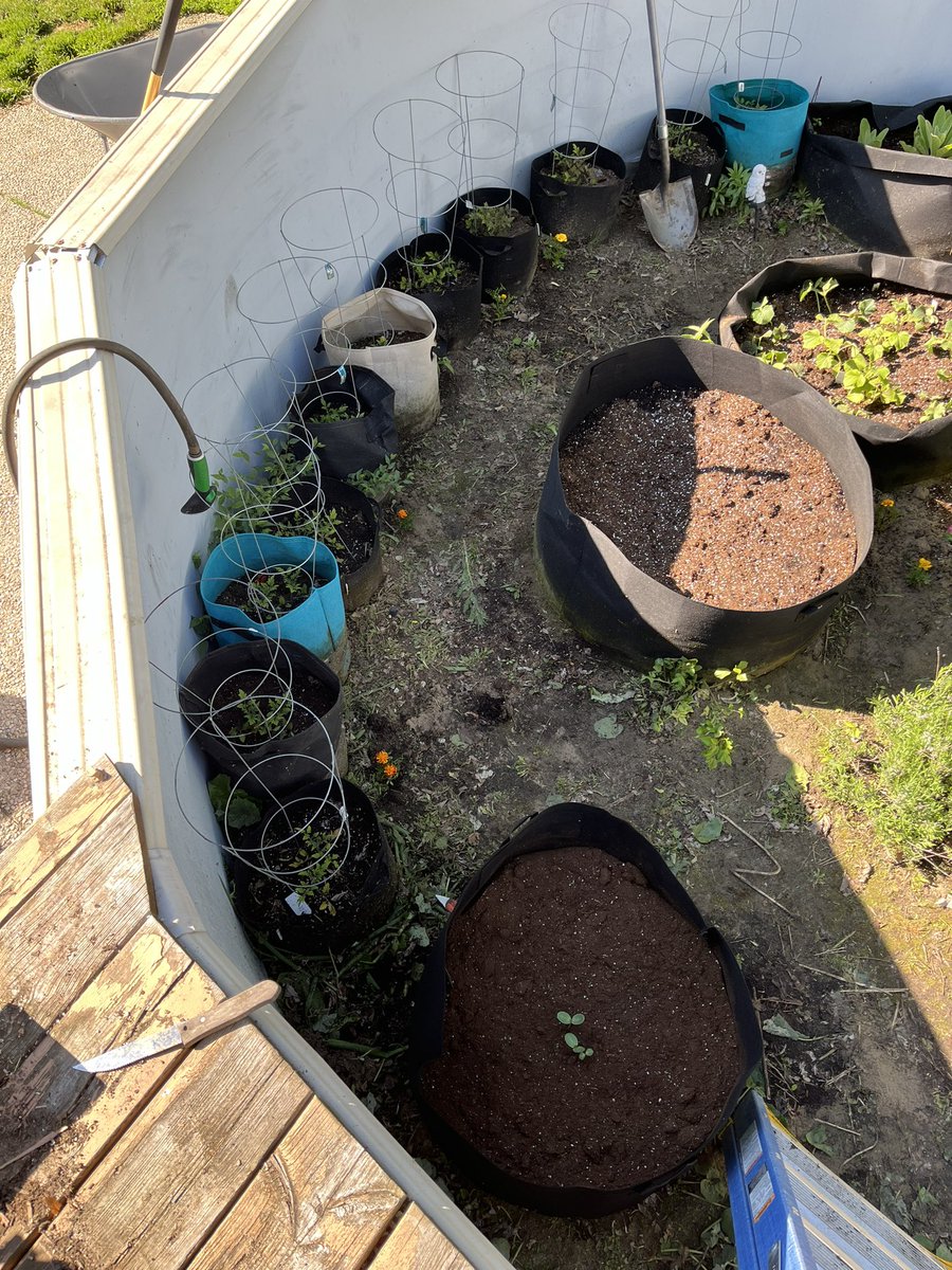 CastRedhead's tweet image. Pool garden 2024 has begun lmao

Tomatoes, cherry tomatoes, cucumbers, strawberries, zucchini, lettuce, many different peppers, radicchio, rosemary, basil, thyme, spearmint, yarrow, bergamot, calendula, lemon balm, watermelon, tomatillos, carrots, green beans and yellow beans