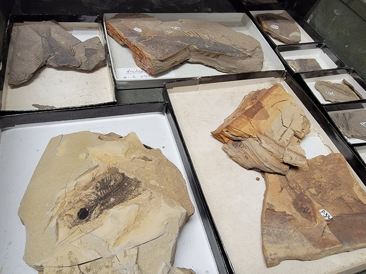 Morphology & Ecology Across Time Lab at Gonzaga tweet media