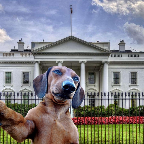 DogTourOnSol's tweet photo. @AltcoinPsycho $DGTR DogTour on Solana!
#memecoin #solana #DogTour https://t.co/g4jG1kzfGi
