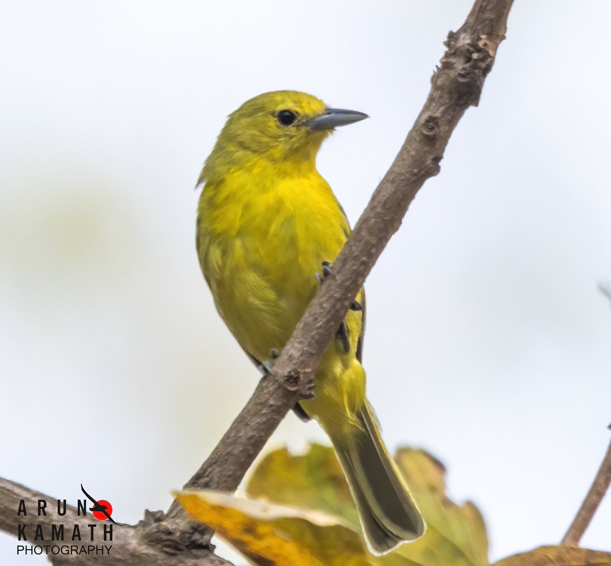 Marshall's iora(Aegithina nigrolutea), also known as the white-tailed iora, is a songbird in the genus Aegithina found in parts of India and Sri Lanka. Photo from Rajaji #indiaves #twitternaturecommunity #BirdsOfTwitter #ThePhotoHour