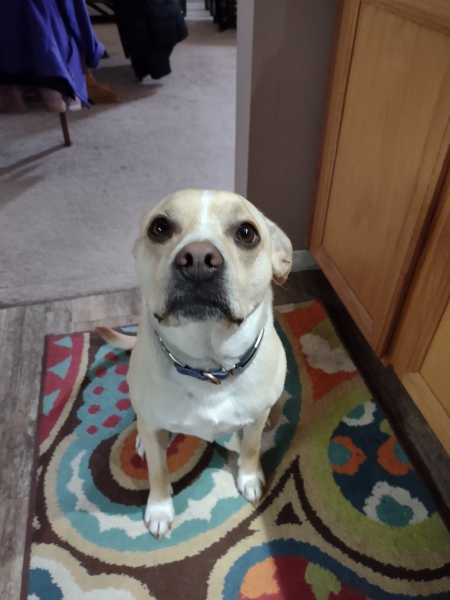 pgfossum's tweet image. Sad Joe...his nose needs booping!