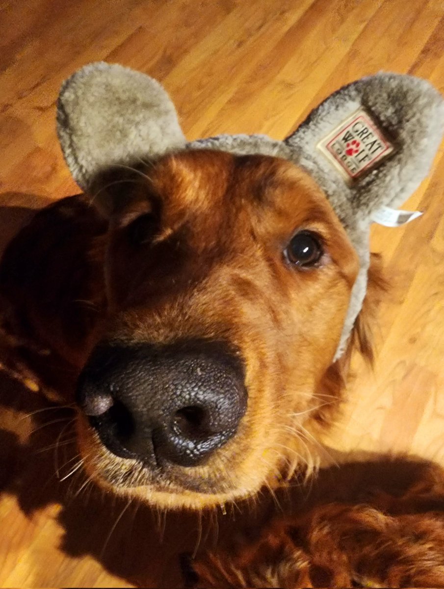 Look, ma!! I've got wolf ears! #dogsoftwitter #goldenretriever