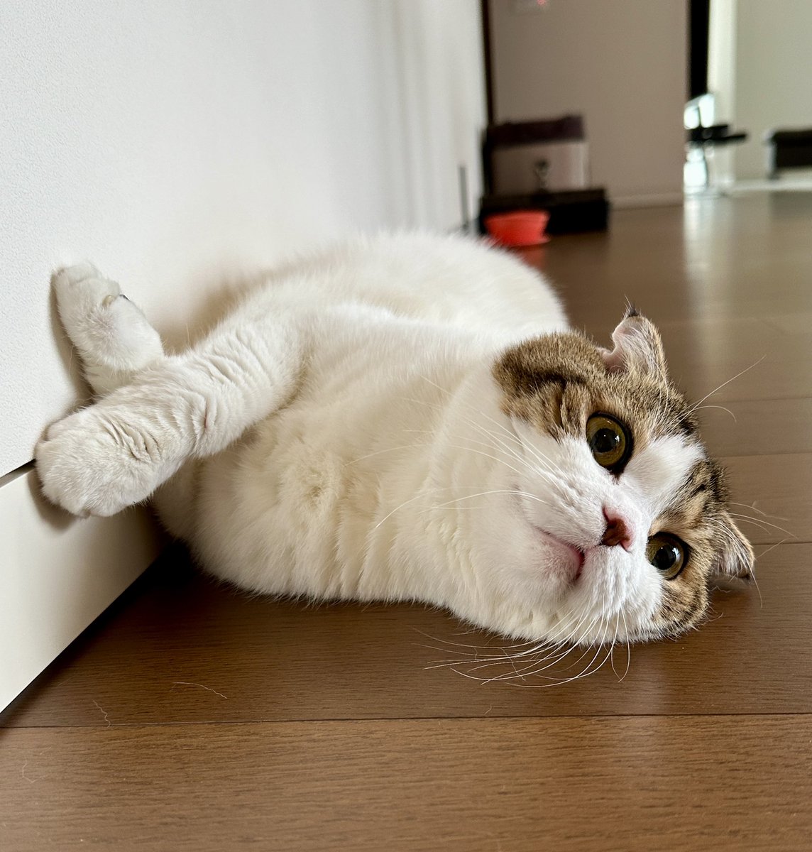 こんなにも伸びるのかー