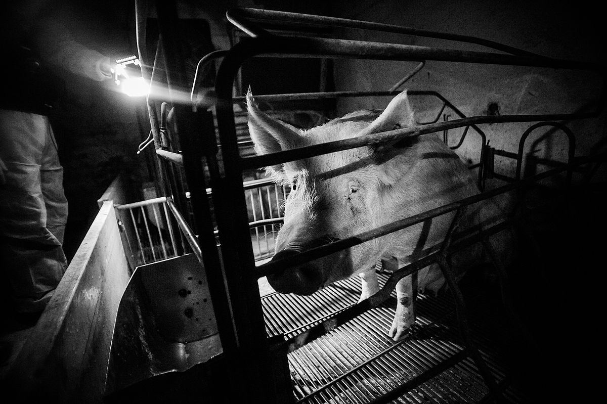 What part of this scene does not look horrific and dystopian.  But it's the tragic reality for too many millions around the world.

#Welfarism, making this crate bigger is NOT the answer.

#veganism #plantbased #animalrights