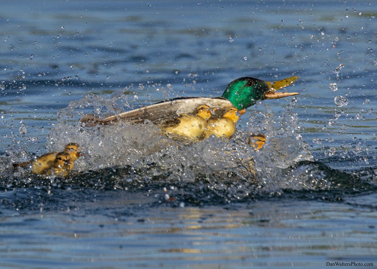 A very aggressive mallard drake went after this hen and her ducklings.
Canon R6
Tamron 150-600 G2
1/3200 f/8 ISO 1250
#Colorado #birdphotography #canonUSA #TamronUSA