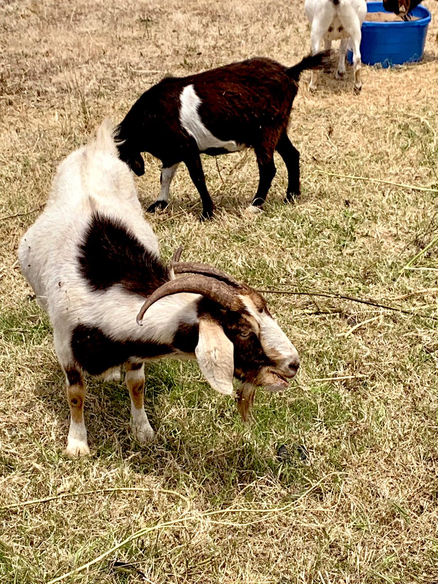 Today was a great day to get fullycharged.  Fresh air, ocean views, trails, and….goats! 🐐😊

#WeLeadEd #Wellness #Edleaders #Leadership #Leadupchat #satchat #WomenEd #AtPromise #CALSA #BWEL