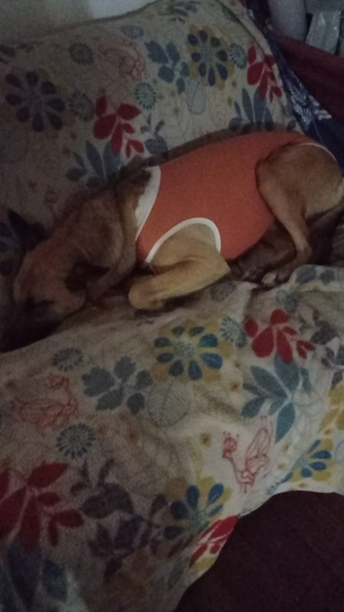 luisibacache_'s tweet image. Se acuerdan de la perrita que la semana pasada unos vecinos resguardaron y que otras apoyaron con hogar temporal? 
Hoy fue esterilizada, se encuentra muy bien cuidada por ahora, se merece un hogar definitivo, un buen vivir
Ayuda difundiendo para encontrarle hogar
#Adopta…