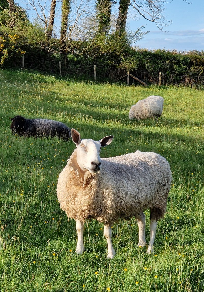 Oh we are loving the sunshine ☀️
It was gorgeous Alia's turn to glow yesterday ❤️

#animalsanctuary #sheep365 #bluefacedleicester #nonprofit #amazonwishlist #animallovers #foreverhome #springtime #sunshine 

woollypatchworksheepsanctuary.uk