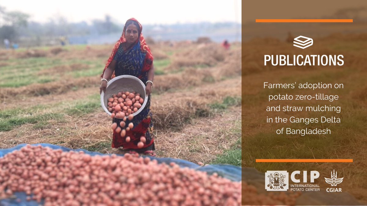 Farmers in the Ganges Delta are adopting potato 🥔 zero-tillage and straw mulching (PZTM) to increase food production during the dry winter season! 

Learn how this technology empowers women and saves labor.

👉🏽 bit.ly/PB-ZeroTillage…

🔸 <a href="/CGIAR/">CGIAR</a>

#AsianMegaDeltas