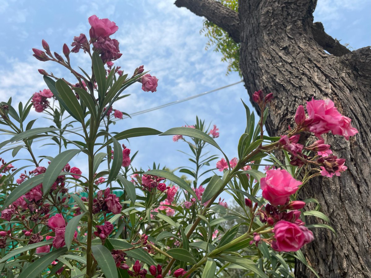 SoniaMinochka's tweet photo. Kaner, or Nerium oleander, is a hardy flowering plant that was more commonly found around RK Puram in Delhi in earlier times. It blooms in summer and serves as a reminder of the summer holidays during school days.
Good Morning!
#Streetsofdelhi #Kaner #Flowers #summer2024 https://t.co/2pbDK7nnfZ