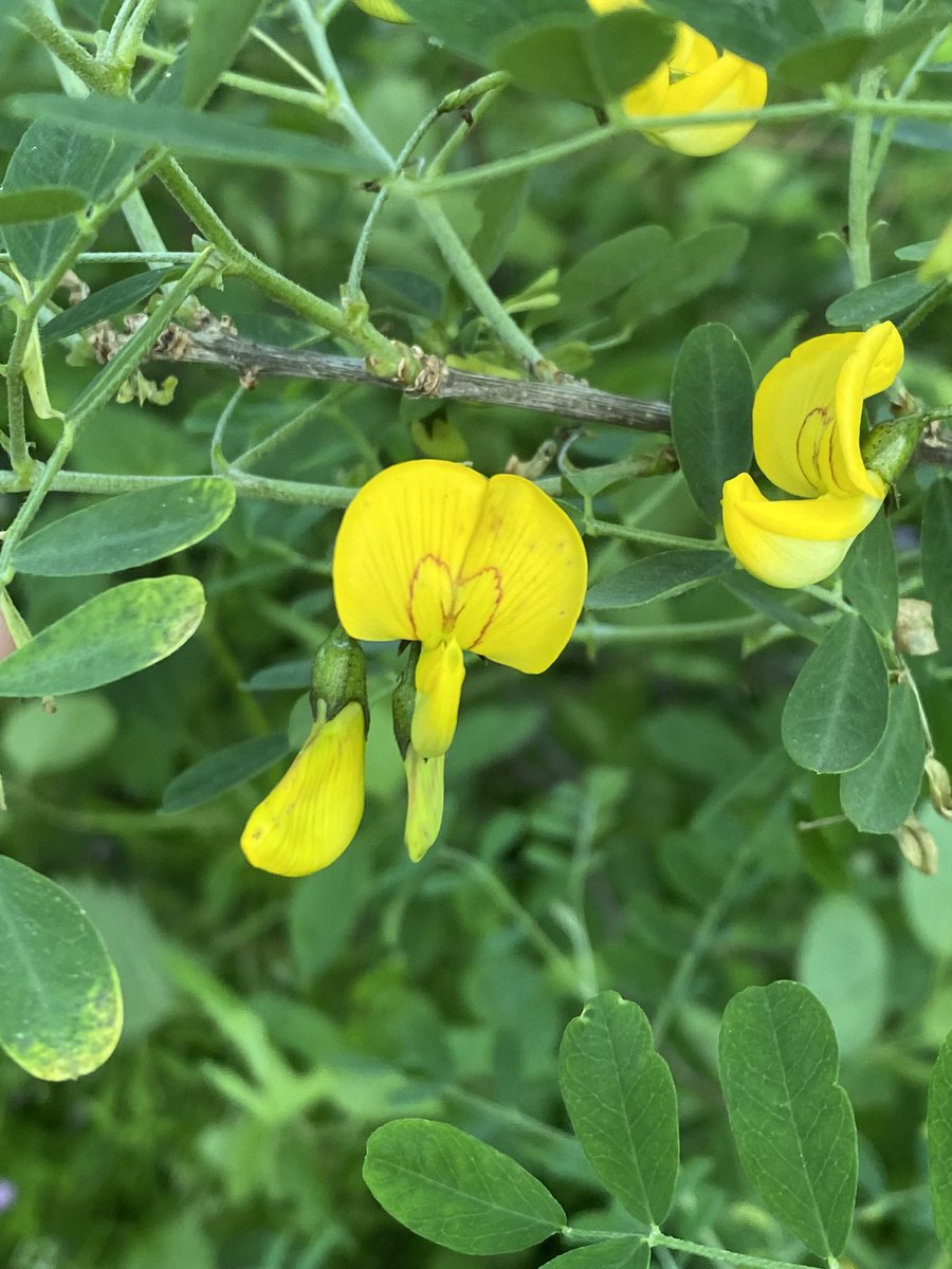 soestandre's tweet photo. De Europese Blazenstruik bloeit. 
Colutea arborescens. Je loopt er zo voorbij want de bloemen zijn klein. 2á3 cm. https://t.co/LXfE6sJmuv