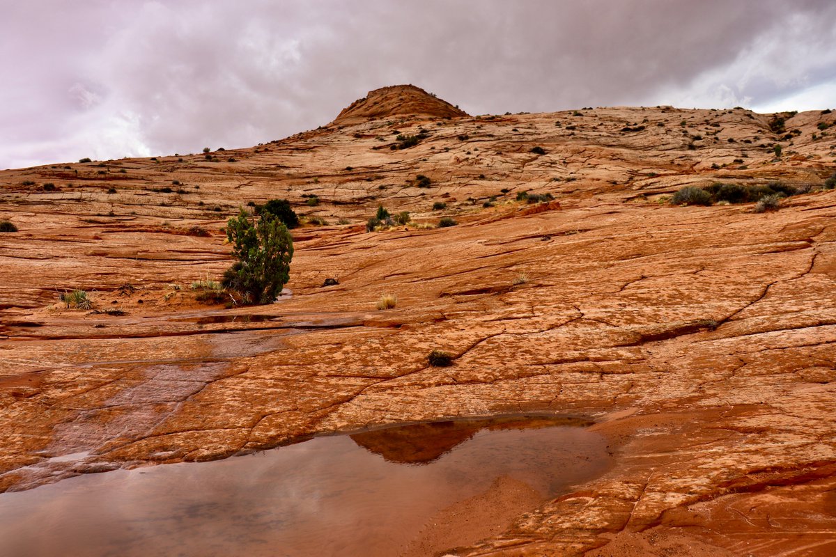 From my hikes...

The desert after the rain.

Utah - 2023

Have a good day!

#hiking #hikingadventures #nature #naturelovers