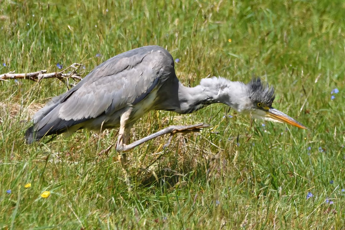 Grey Heron 
Bude Cornwall 〓〓 
#wildlife #nature #lovebude 
#bude #Cornwall #Kernow #wildlifephotography #birdwatching
#BirdsOfTwitter
#TwitterNatureCommunity
#GreyHeron