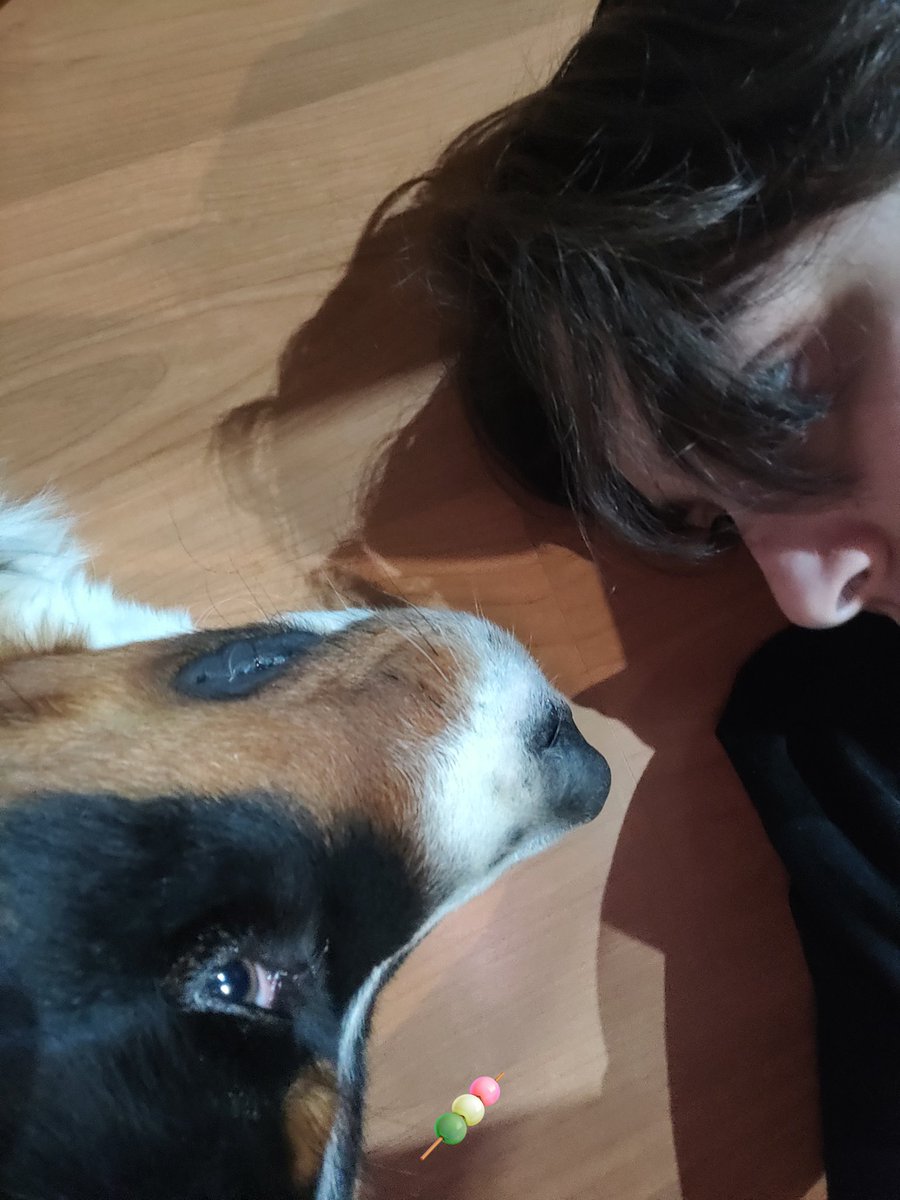 dummblev's tweet photo. He's only 10 months old and since there's no cure for hip dysplasia my parents had thought about EVERY possiblity.
For now they're willing to try but since we have some struggles I want to do as much as possible as I can to help them so we can keep him.
His name is Look ^^ https://t.co/HDorkzkRJv