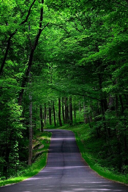 The Beauty of Nature in Green 🌹 💛💚🧡